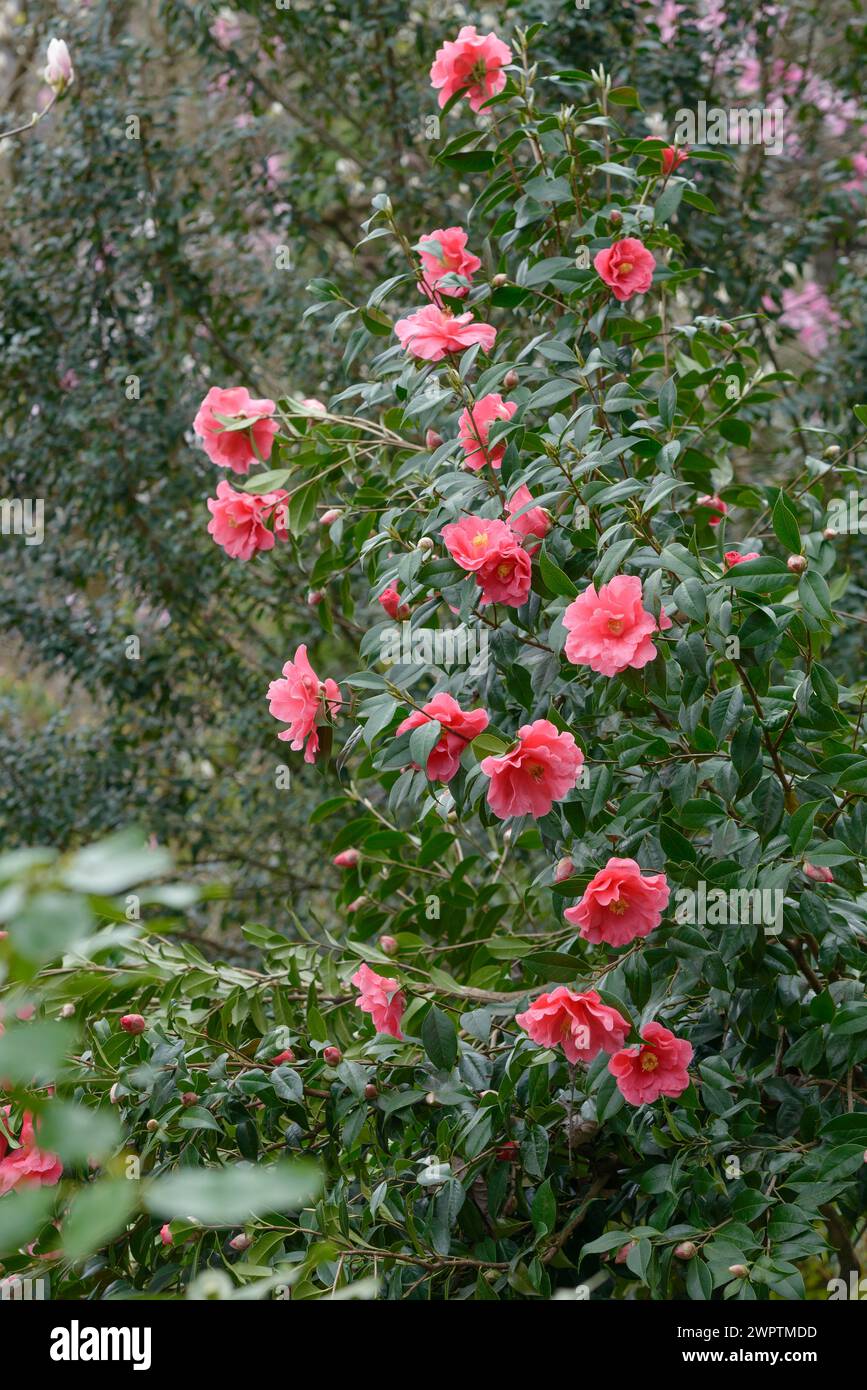 Camellia (Camellia japonica 'Interval'), otto Eisenhut Nursery, San Nazarro, Ticino, Svizzera Foto Stock