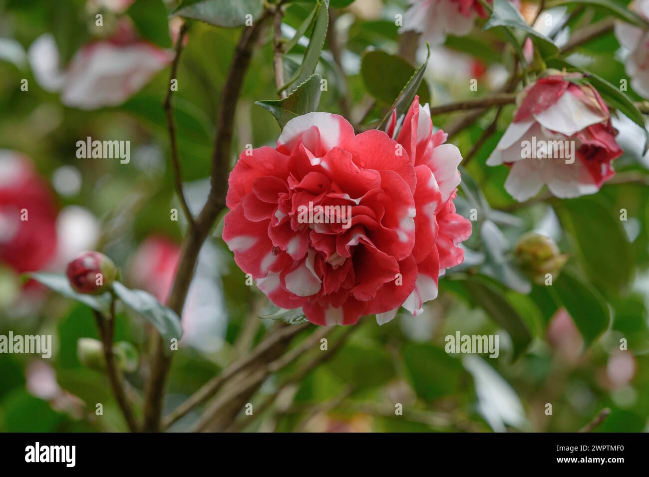 Camellia (Camellia japonica 'Collettii'), otto Eisenhut Nursery, San Nazarro, Ticino, Svizzera Foto Stock