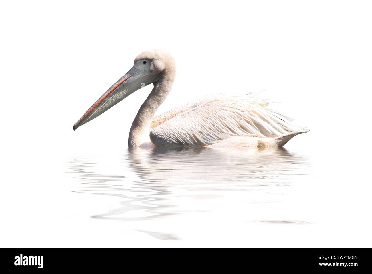 pelican su sfondo bianco Foto Stock