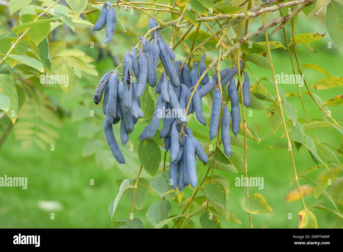 Salsiccia blu (Decaisnea fargesii), Treptower Park, Hannover, bassa Sassonia, Germania Foto Stock