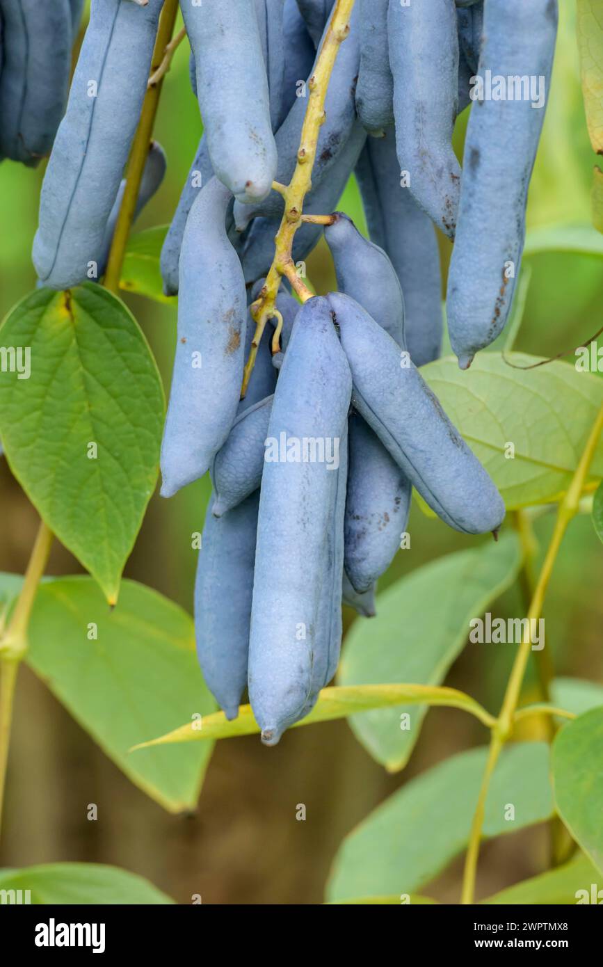 Salsiccia blu (Decaisnea fargesii), Treptower Park, Hannover, bassa Sassonia, Germania Foto Stock