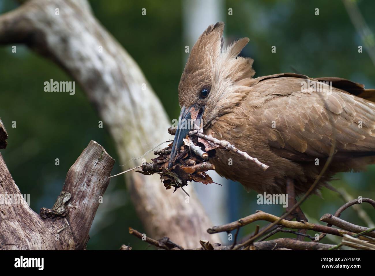 Hamerkop, Scopus umbretta, con Un becco pieno di torsioni che costruisce Un nido con cresta rialzata Foto Stock