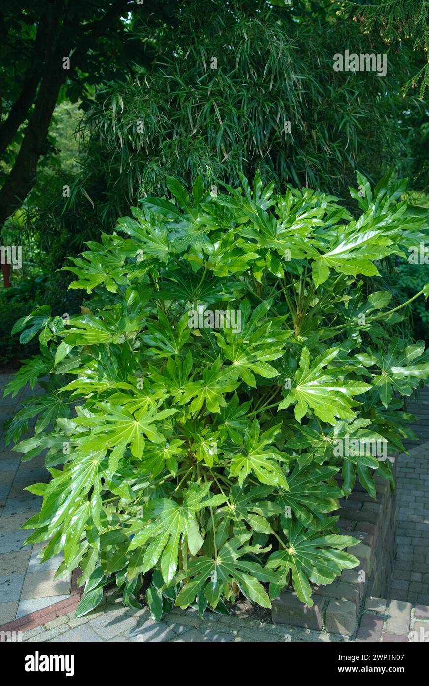 Impianto di produzione di carta a foglie lucide (Fatsia japonica), De Tuinen van Appeltern, Appeltern, 150 Foto Stock
