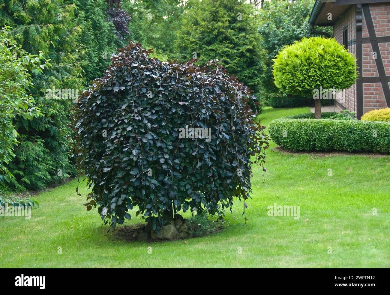 Faggio di rame piangente (Fagus sylvatica "Purpurea Pendula"), Schalsee, Schleswig-Holstein, Germania Foto Stock