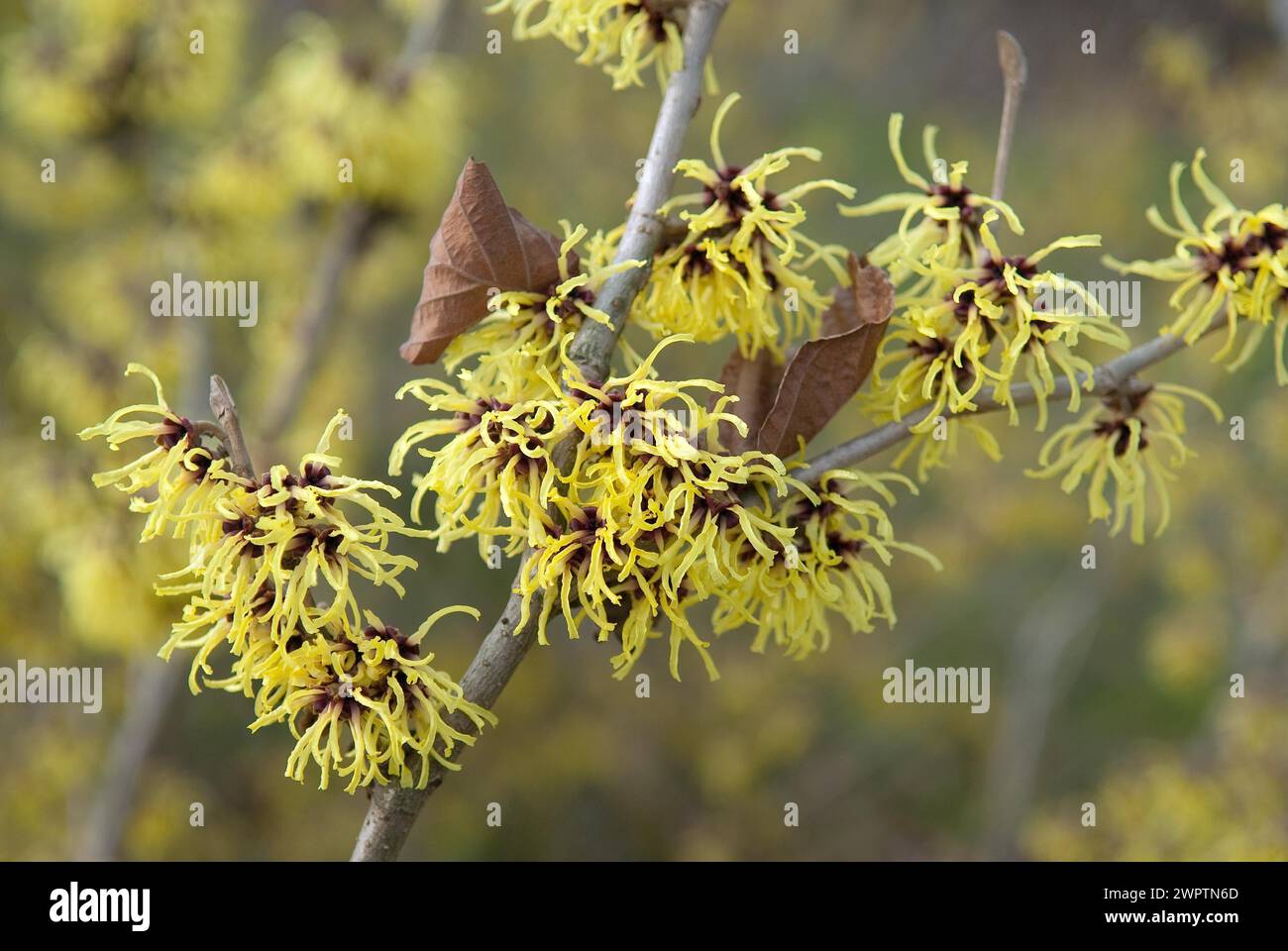 Witch Hazel (Hamamelis intermedia 'Primavera'), Ufficio statale sassone per l'ambiente, l'agricoltura e la geologia, Pillnitz, 81 Foto Stock