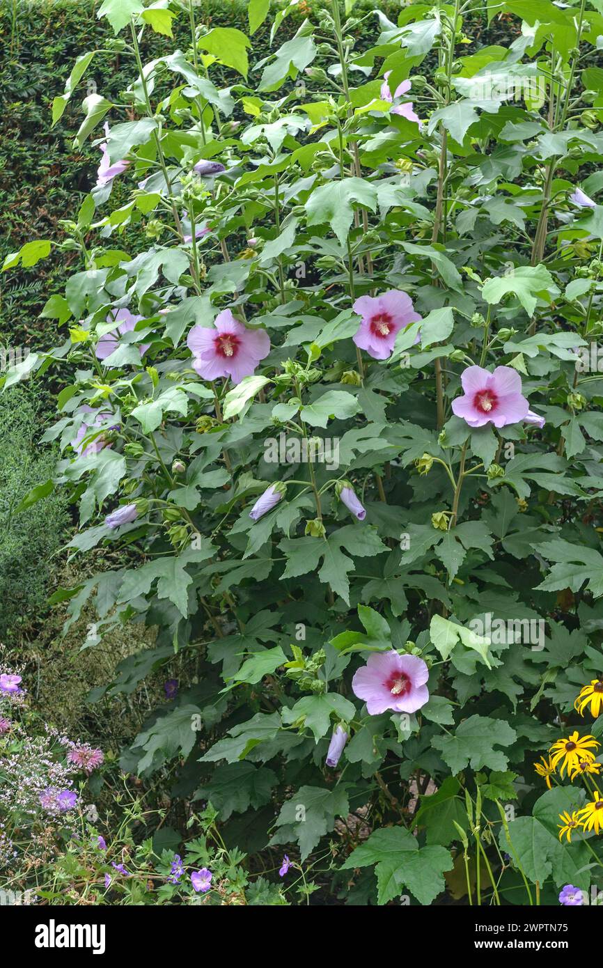 Malva degli alberi (Hibiscus 'resi'), an den Dorfwiesen 9, Laussnitz, Sassonia, Germania Foto Stock