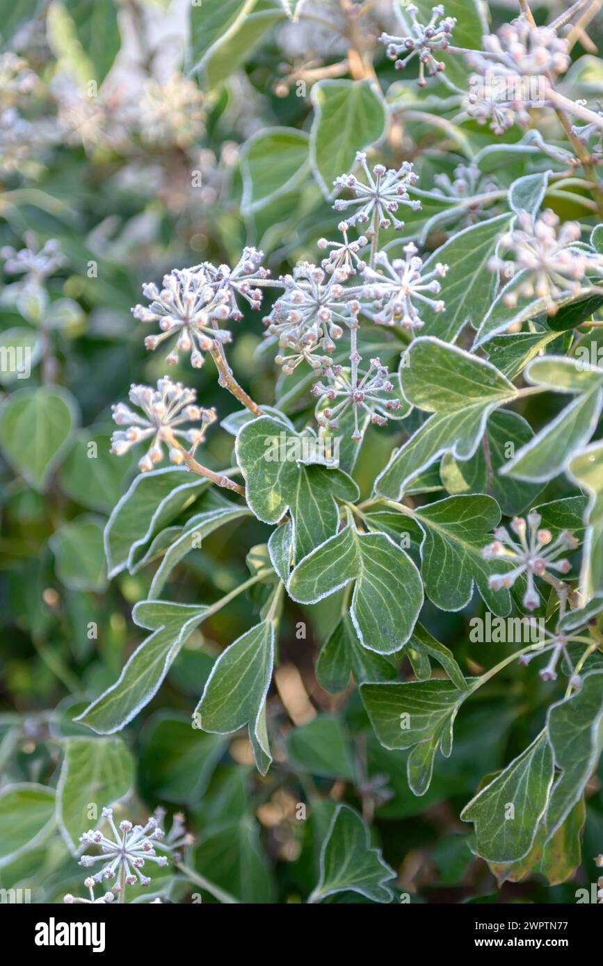 Arbusti edera (Hedera helix 'Arborescens'), Parco Glienicke, Potsdam, Brandeburgo, Germania Foto Stock