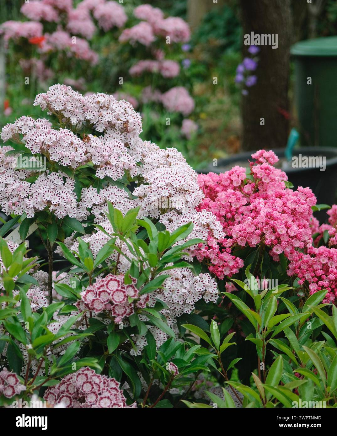 Rosa di alloro (Kalmia latifolia 'Windrose'), Krahnenburg, 81 Foto Stock