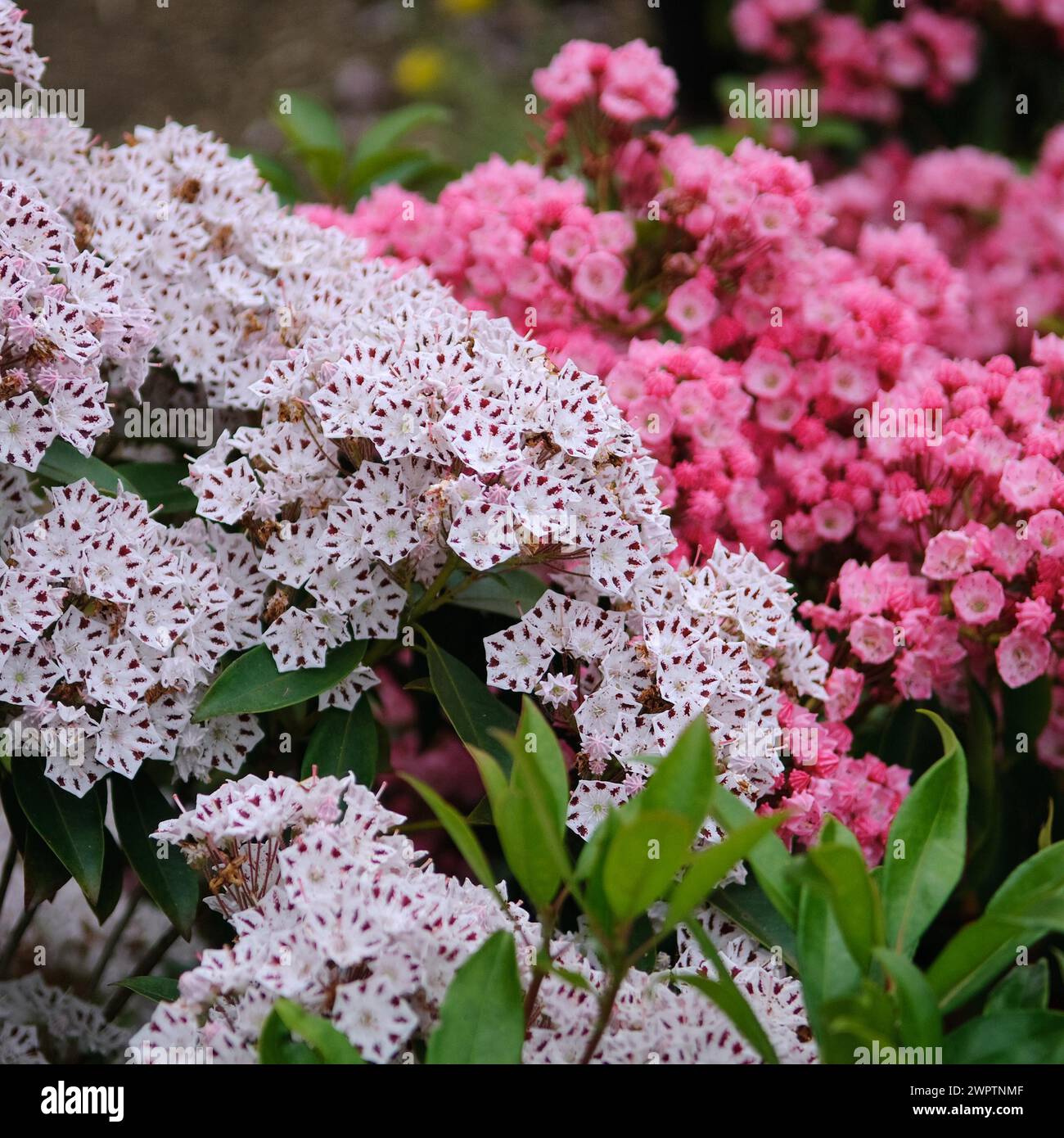 Rosa di alloro (Kalmia latifolia 'Windrose'), Krahnenburg, 81 Foto Stock