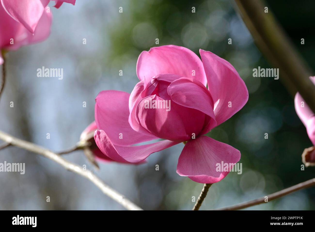 Magnolia (Magnolia sprengeri "Burncoose"), otto Eisenhut Nursery, San Nazarro, Ticino, Svizzera Foto Stock