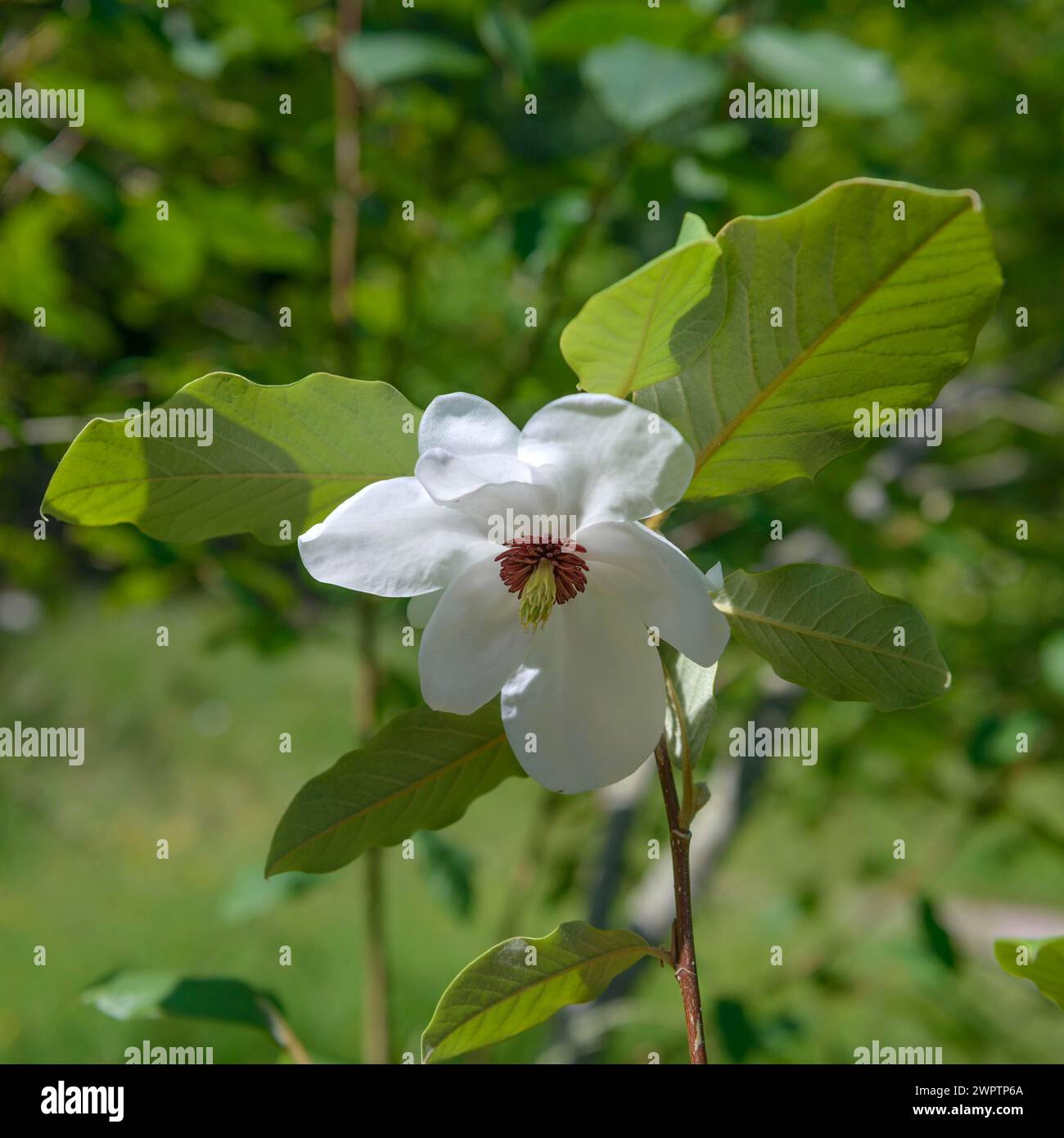 Summer magnolia (Magnolia wilsonii), Killerton, Exeter, Inghilterra, Gran Bretagna Foto Stock