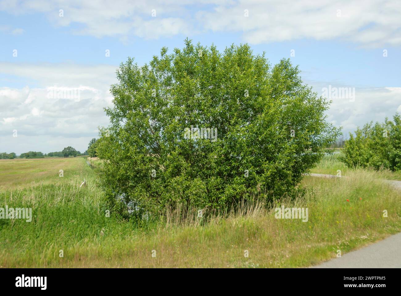 Wicker (Salix viminalis), Anklamer Stadtbruch, Anklam, Meclemburgo-Vorpommern, Germania Foto Stock