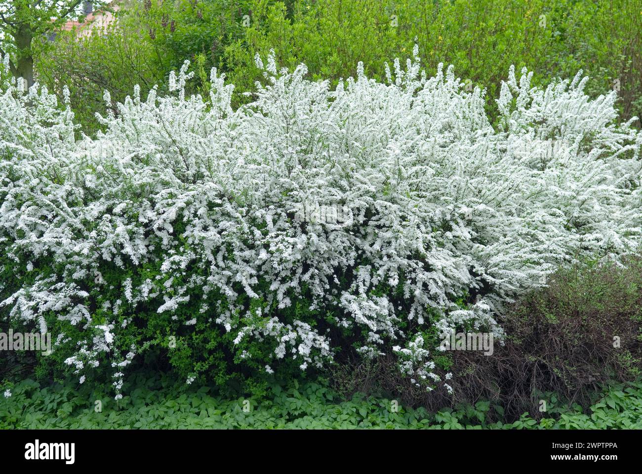 Garland spirea (Spiraea arguta), 81 Foto Stock