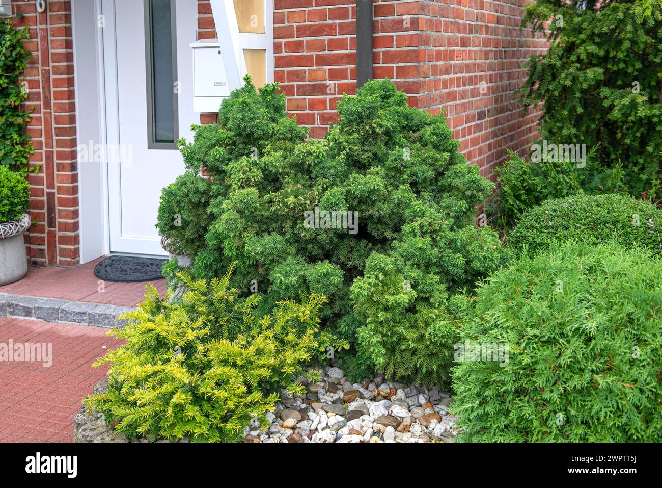 Abete falciforme (Cryptomeria japonica "Monstrosa Nana"), Giardino botanico di Cambridge, Germania Foto Stock