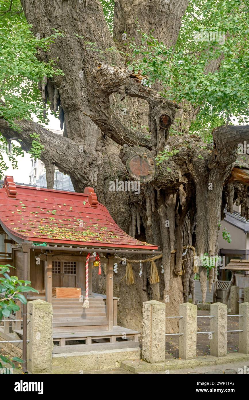 Ginkgo (Ginkgo biloba), ginkgo di 1000 anni, Cambridge Botanical Garden, Giappone Foto Stock