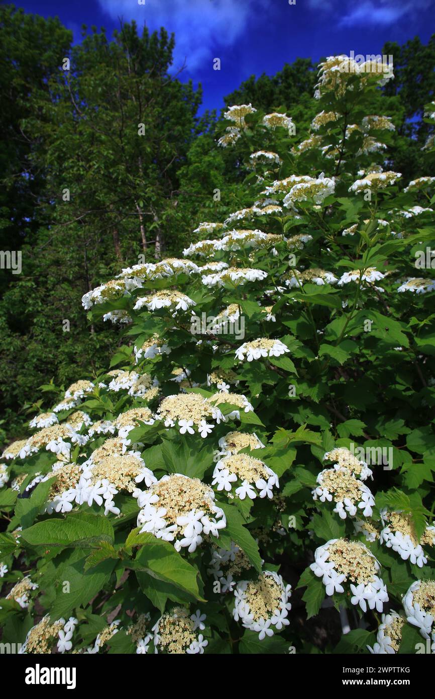 Fiori di rosa anziana (Viburnum opulus) Foto Stock