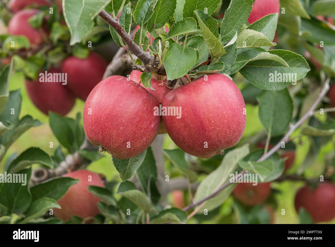 Apple (Malus domestica 'Braeburn'), Cambridge Botanical Garden, Germania Foto Stock