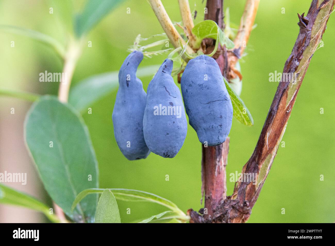 Mirtillo siberiano (Lonicera caerulea 'Siniczka'), betulla himalayana corteccia bianca (Betula utilis 'Doorenbos'), Giardino botanico di Cambridge, Germania Foto Stock