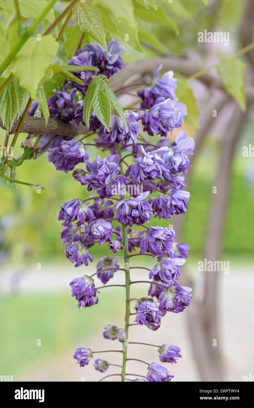 Pioggia blu giapponese (Wisteria floribunda 'violacea Plenaa'), Giardino Botanico di Cambridge, Germania Foto Stock