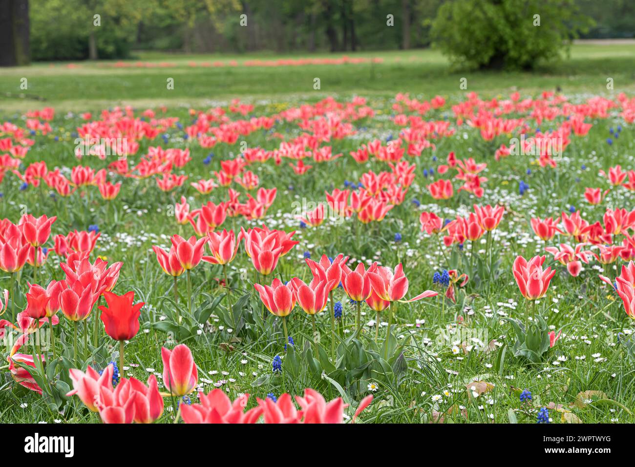 Tulip (Tulipa greigii 'Pinocchio'), Giardino Botanico di Cambridge, Germania Foto Stock