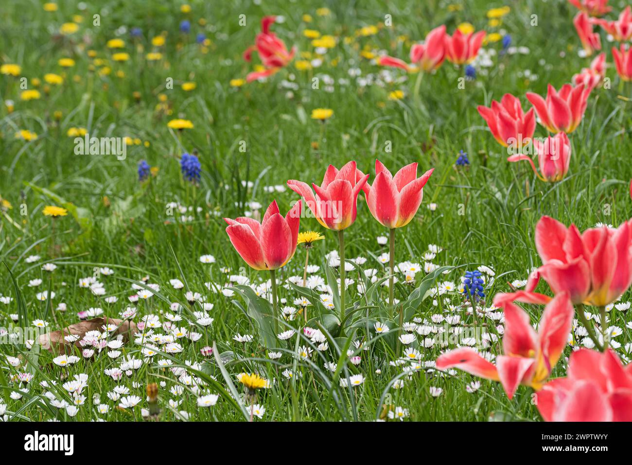 Tulip (Tulipa greigii 'Pinocchio'), Giardino Botanico di Cambridge, Germania Foto Stock