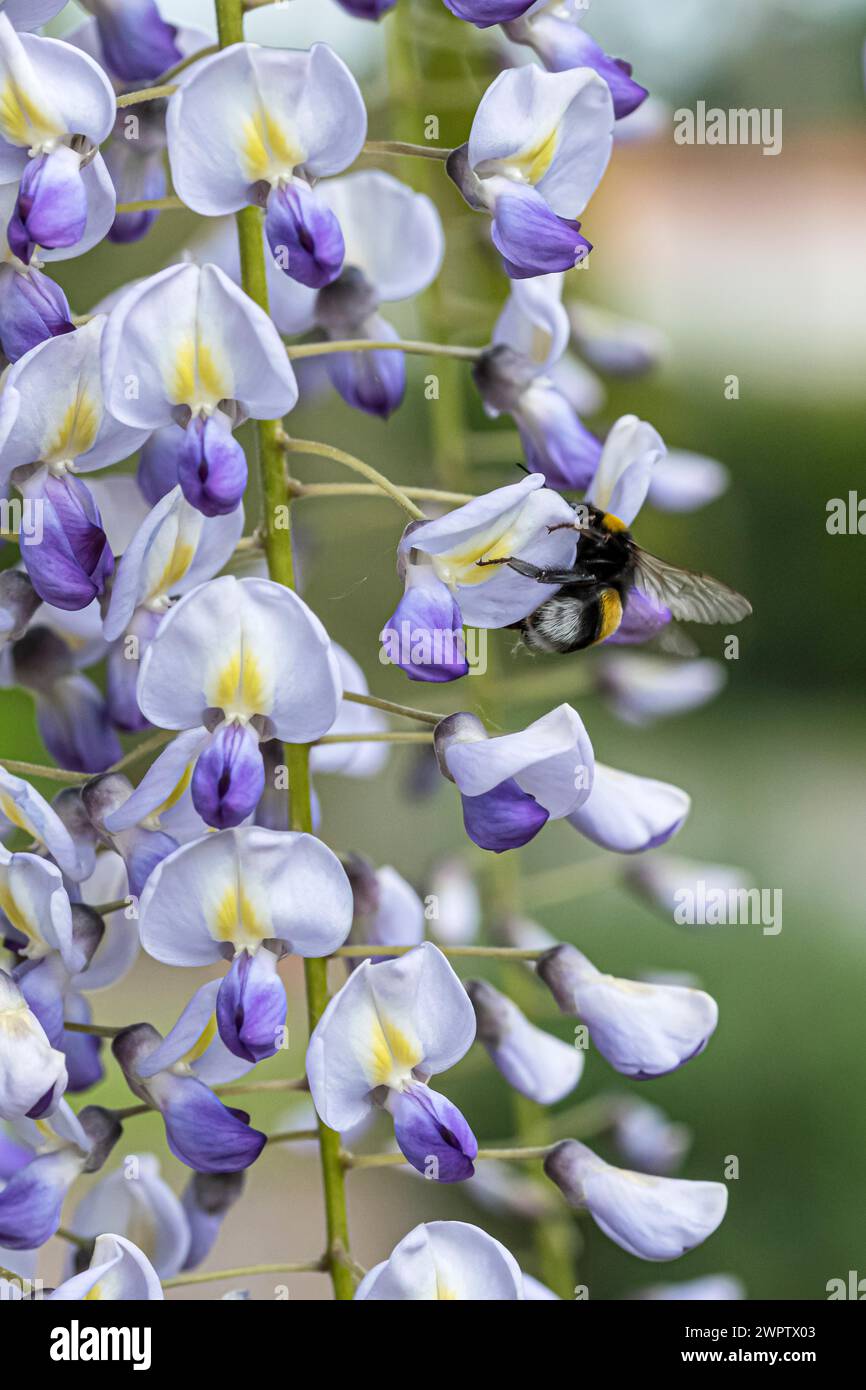 Japanese Blue rain (Wisteria floribunda 'Multijuga'), Cambridge Botanical Garden, Germania Foto Stock