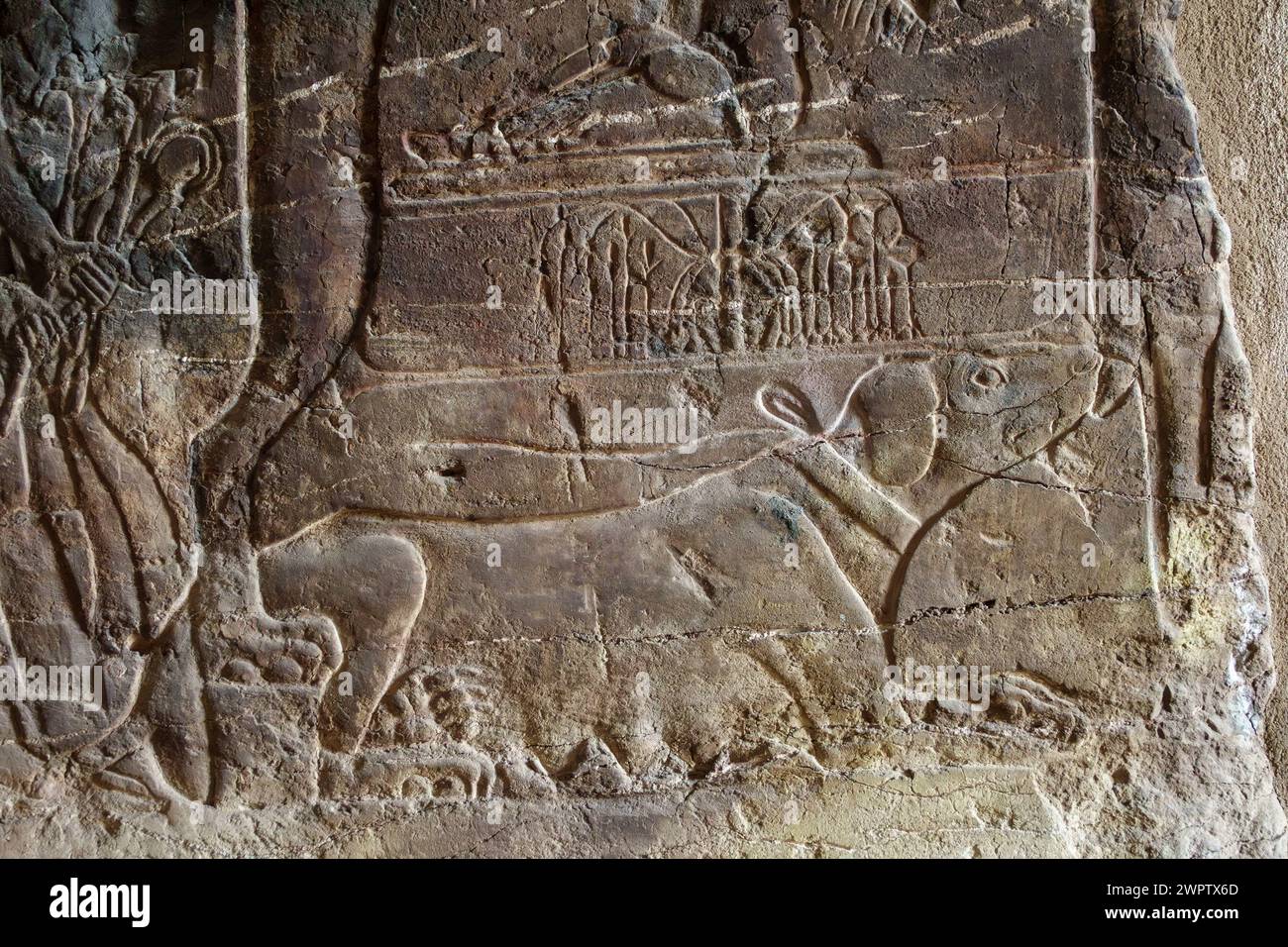 Cane seduto sotto la sedia nella tomba di Maia, infermiera bagnata di Tutankhamon, Bubasteion, Saqqara, Egitto Foto Stock