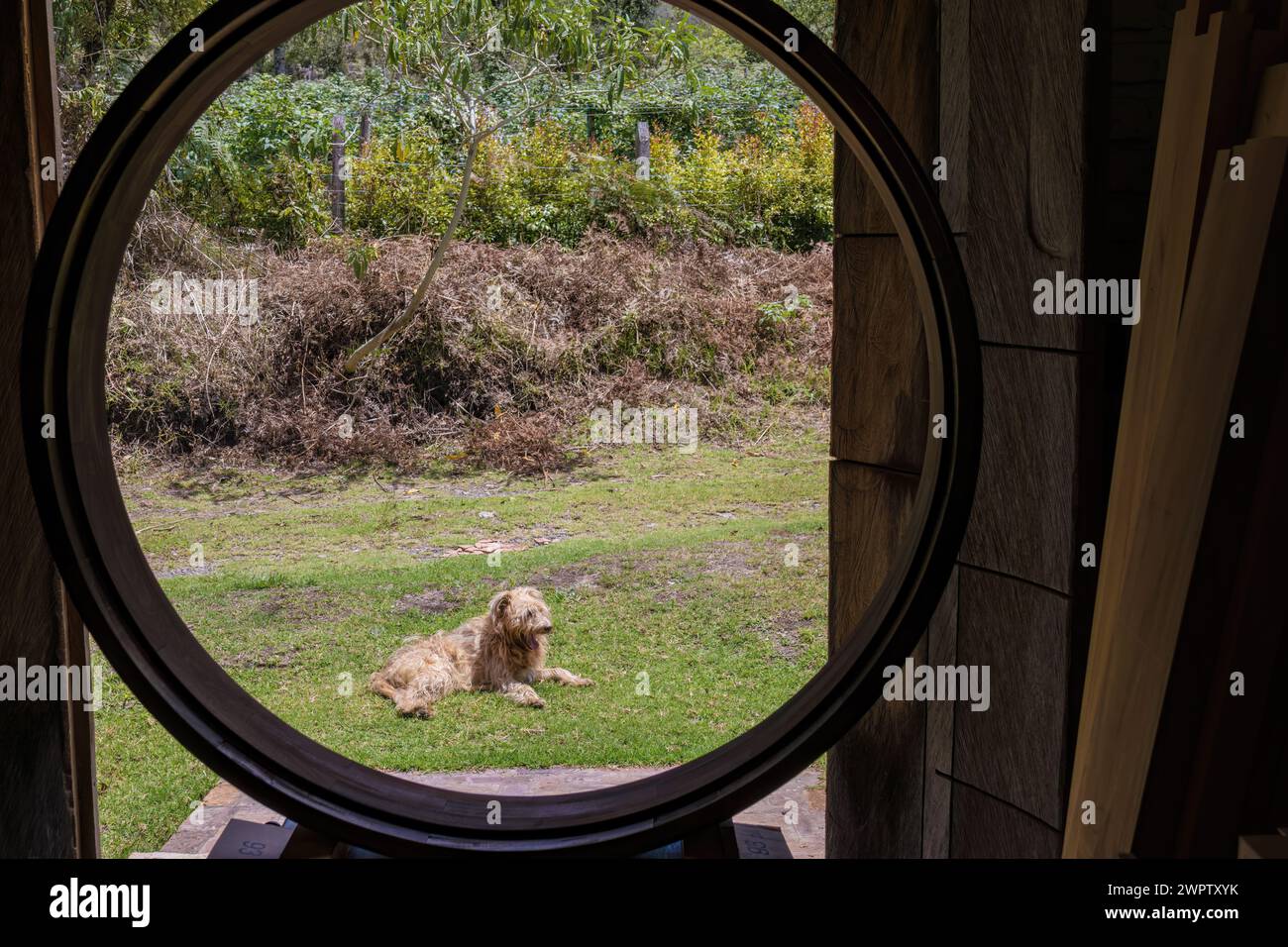 Un cane mongrel che riposa sull'erba in una mattinata di sole, visto attraverso una cornice circolare di legno della finestra, in un laboratorio di falegnameria nel centro della Colombia. Foto Stock