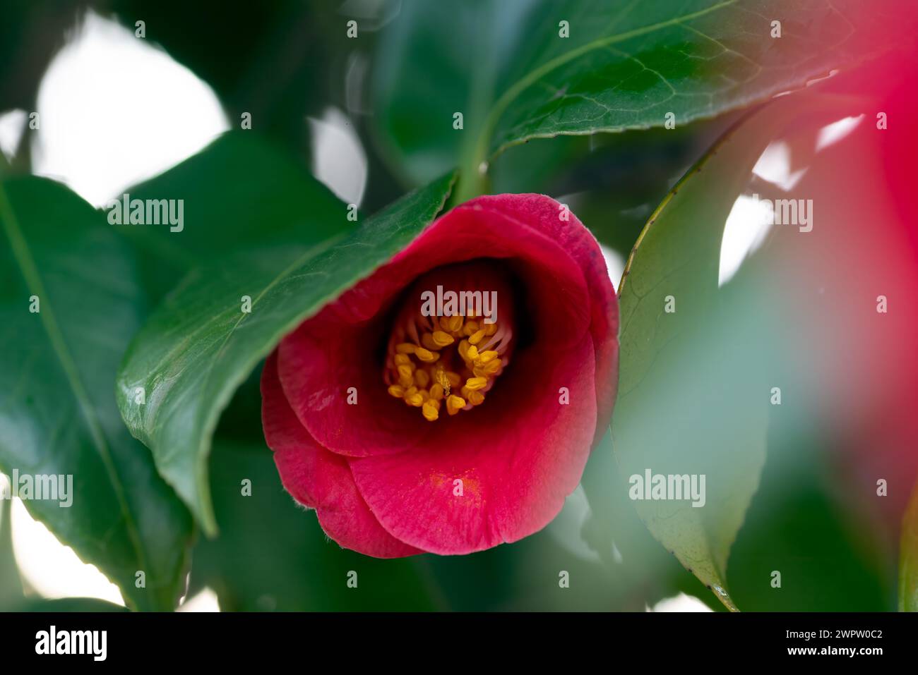 Foto ravvicinata di un fiore di camelia giapponese Foto Stock