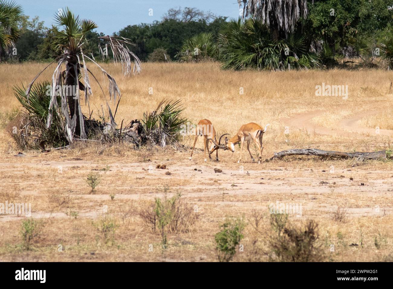 Impalas combattono nel parco nazionale in Tanzania Foto Stock