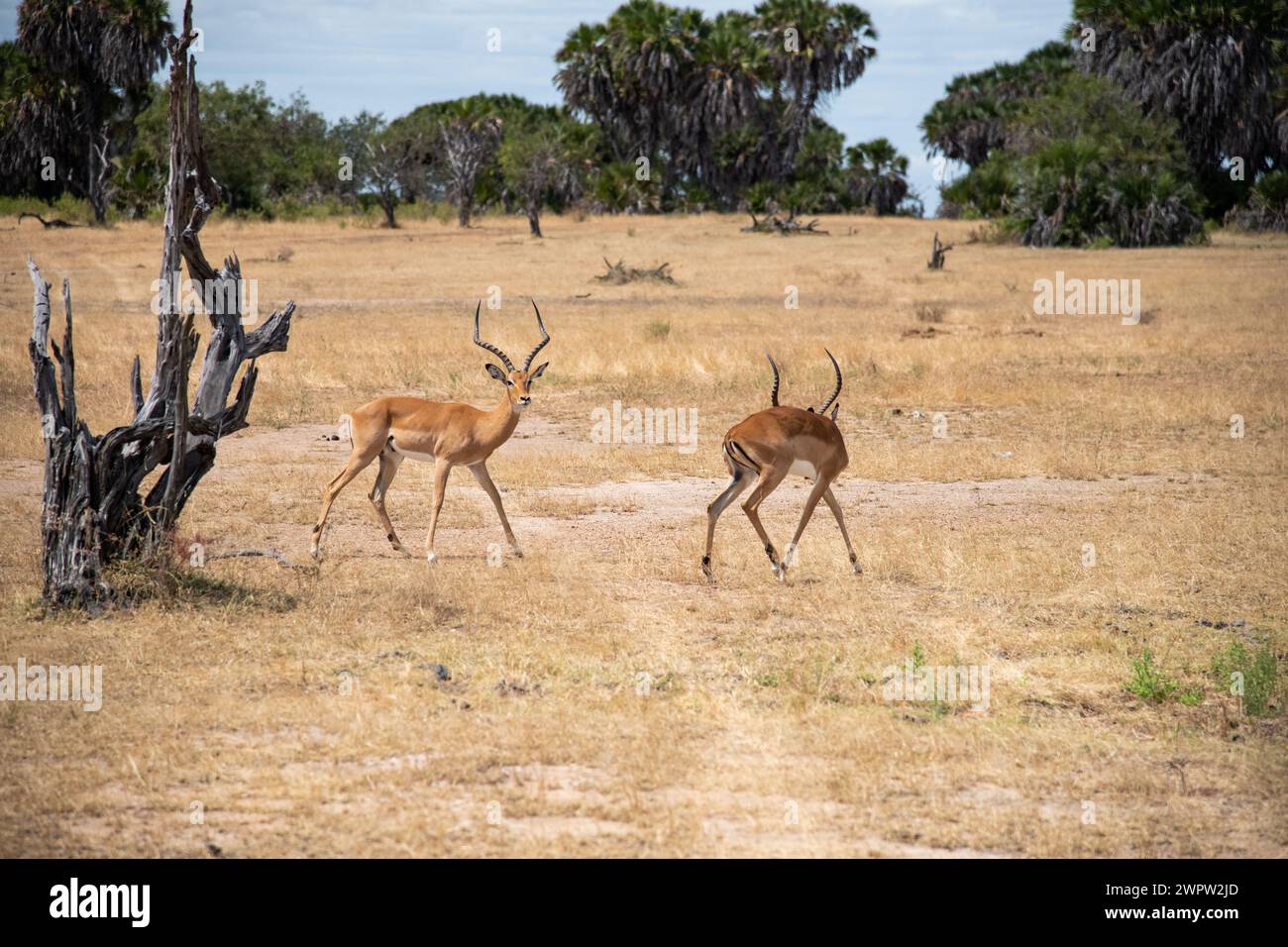 Impalas combattono nel parco nazionale in Tanzania Foto Stock