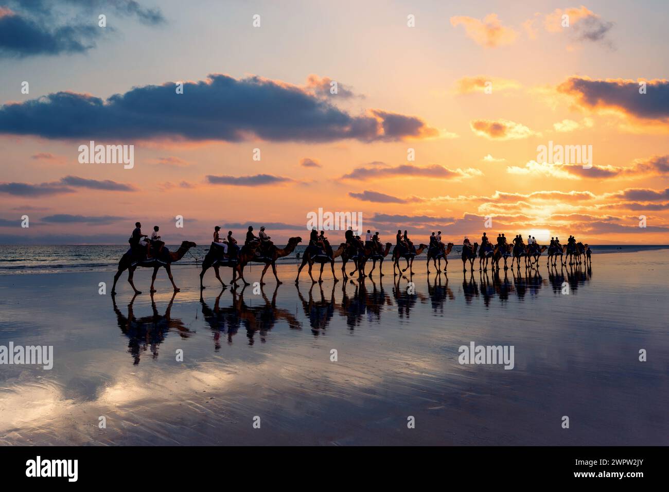 Cable Beach, Broome, cammelli sulla riva al tramonto. Australia occidentale Foto Stock