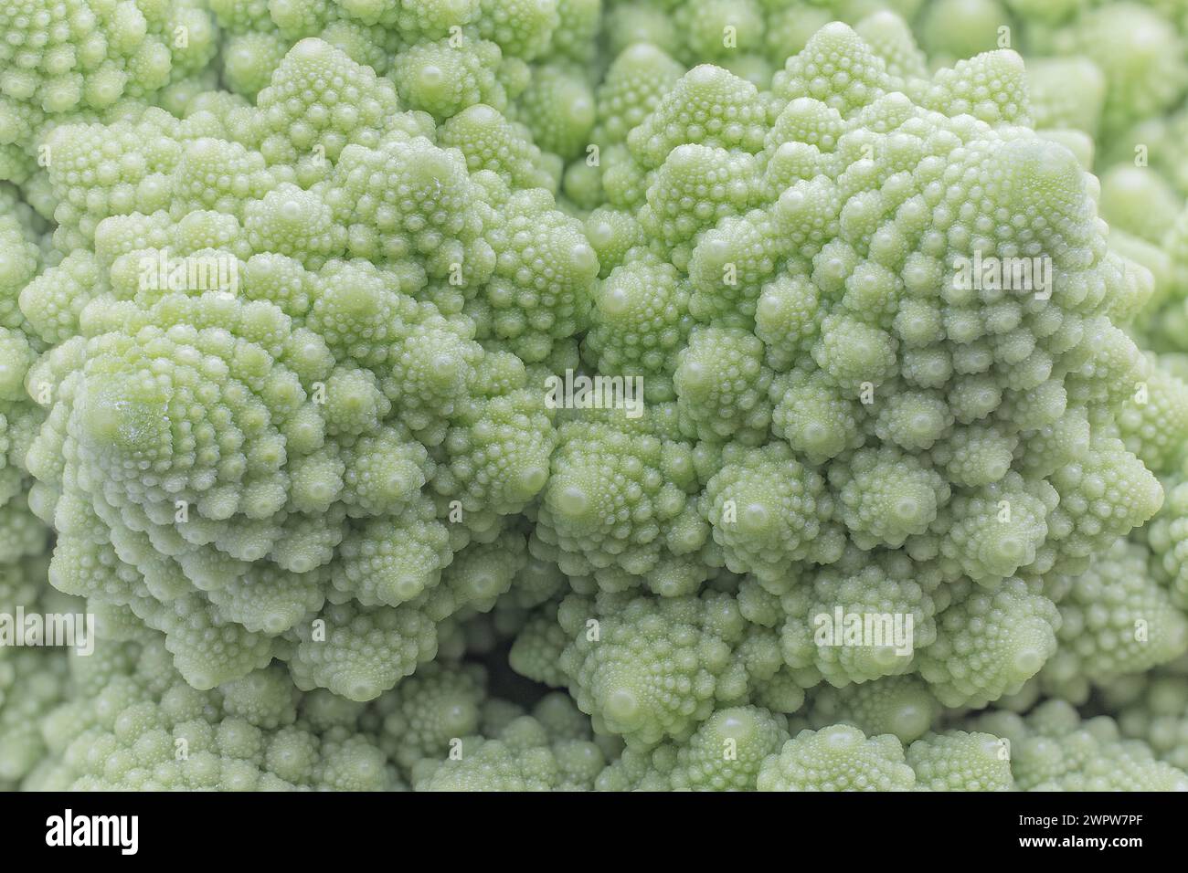 Broccoli Romanesco o cavolfiore romanico (Brassica oleracea var. Botrytis), Brassicaceae. Cultivar del cavolfiore. Immagine di frattali naturali. Foto Stock