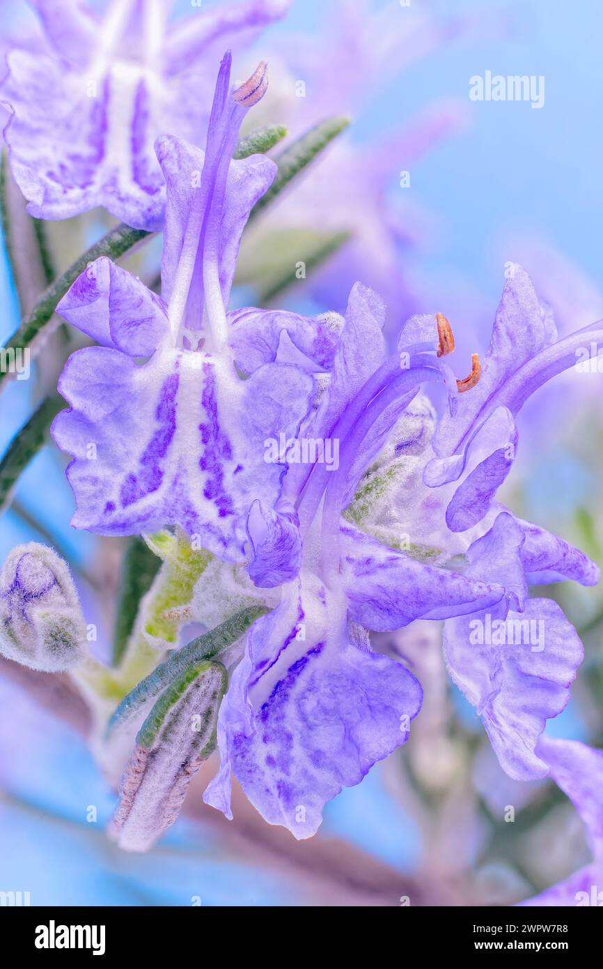 Fiori di rosmarino (Rosmarinus officinalis), arbusto sempreverde, pianta selvatica. Foto Stock
