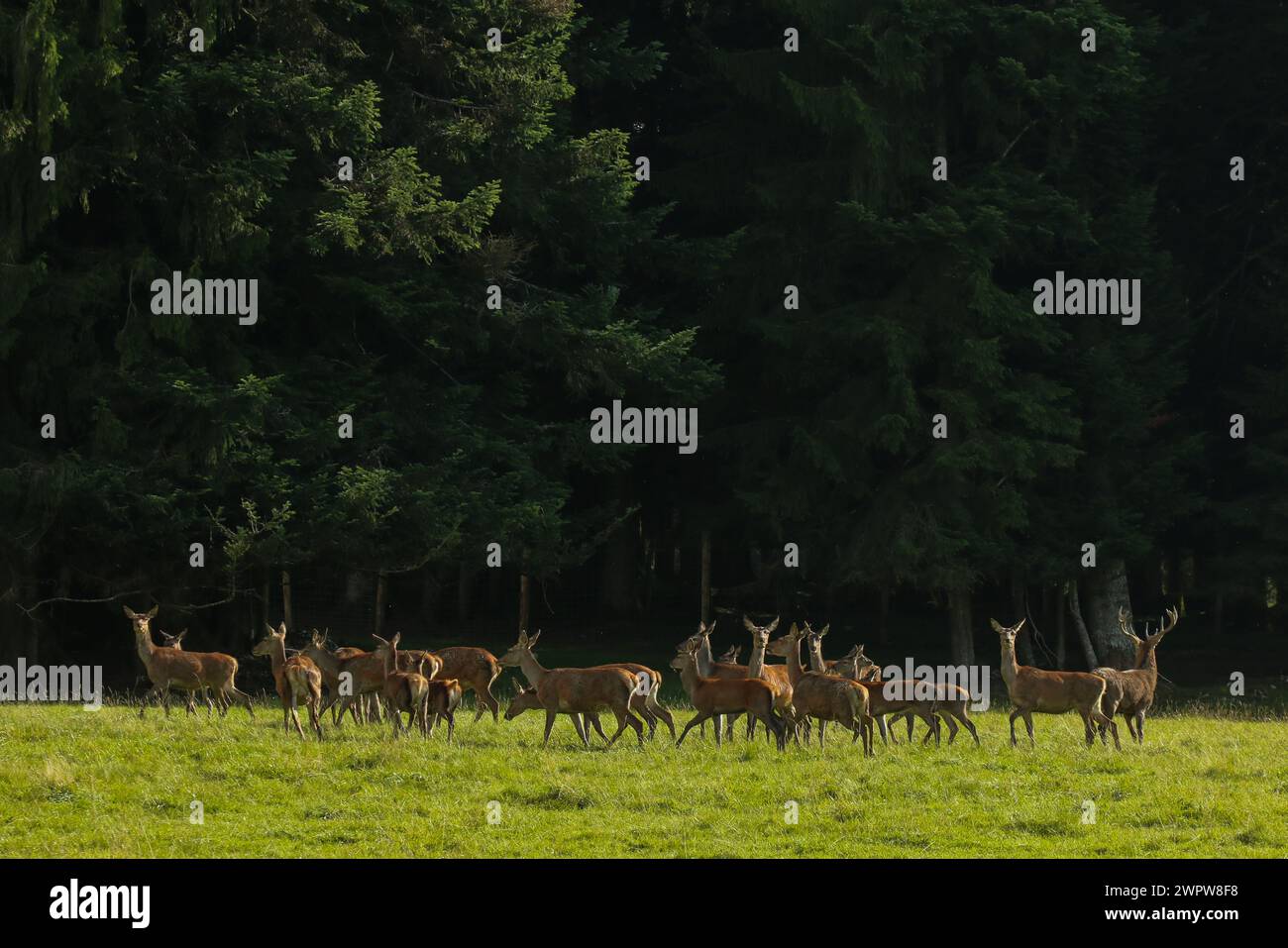 Allevamento di cervi allevati a Franches-Montagnes, una regione del giura svizzero Foto Stock