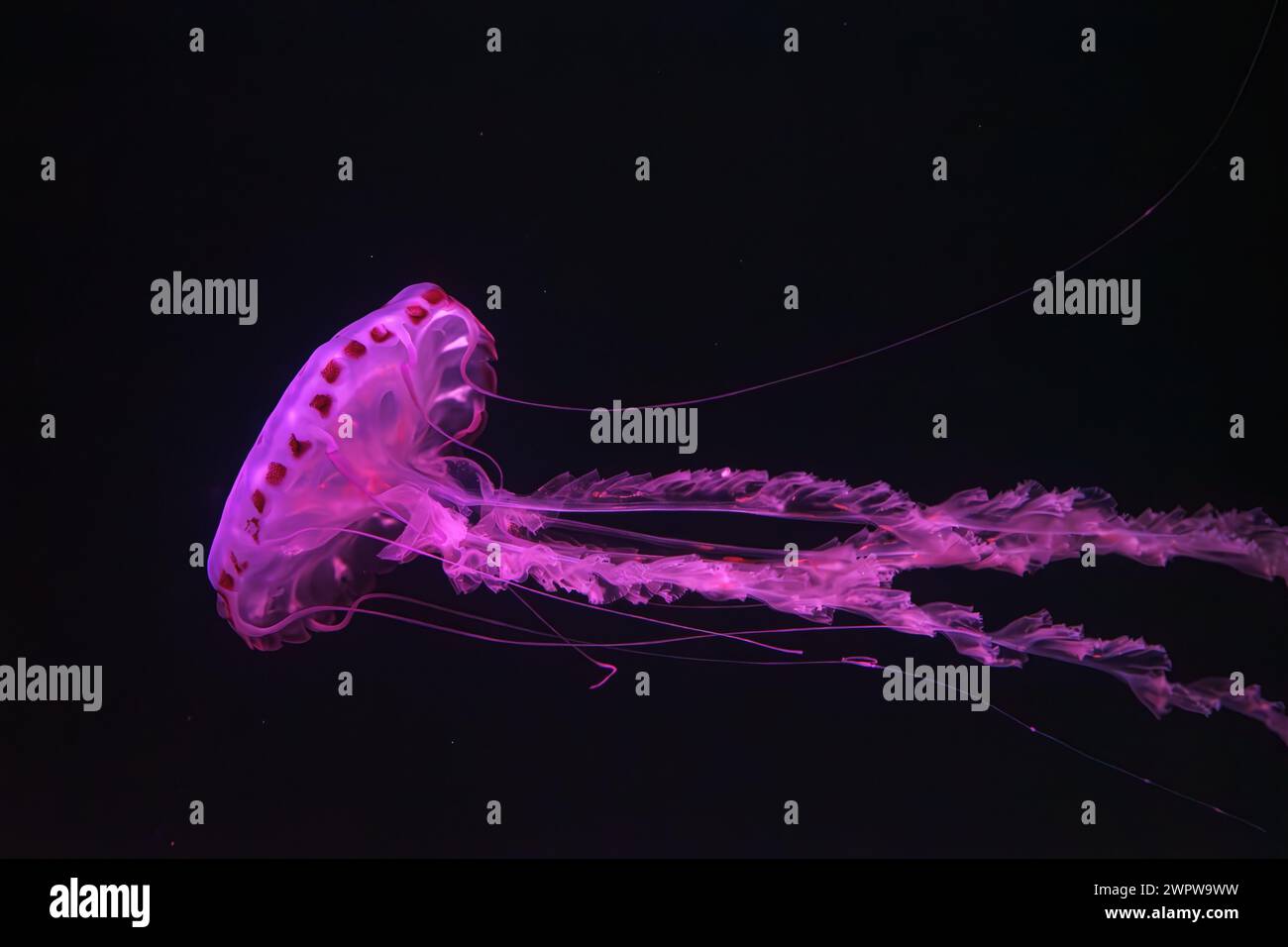 Meduse a strisce viola, colorata Chrysaora che nuota nell'acqua scura della vasca dell'acquario illuminata con luce al neon rosa. Organismo acquatico, animale, unde Foto Stock