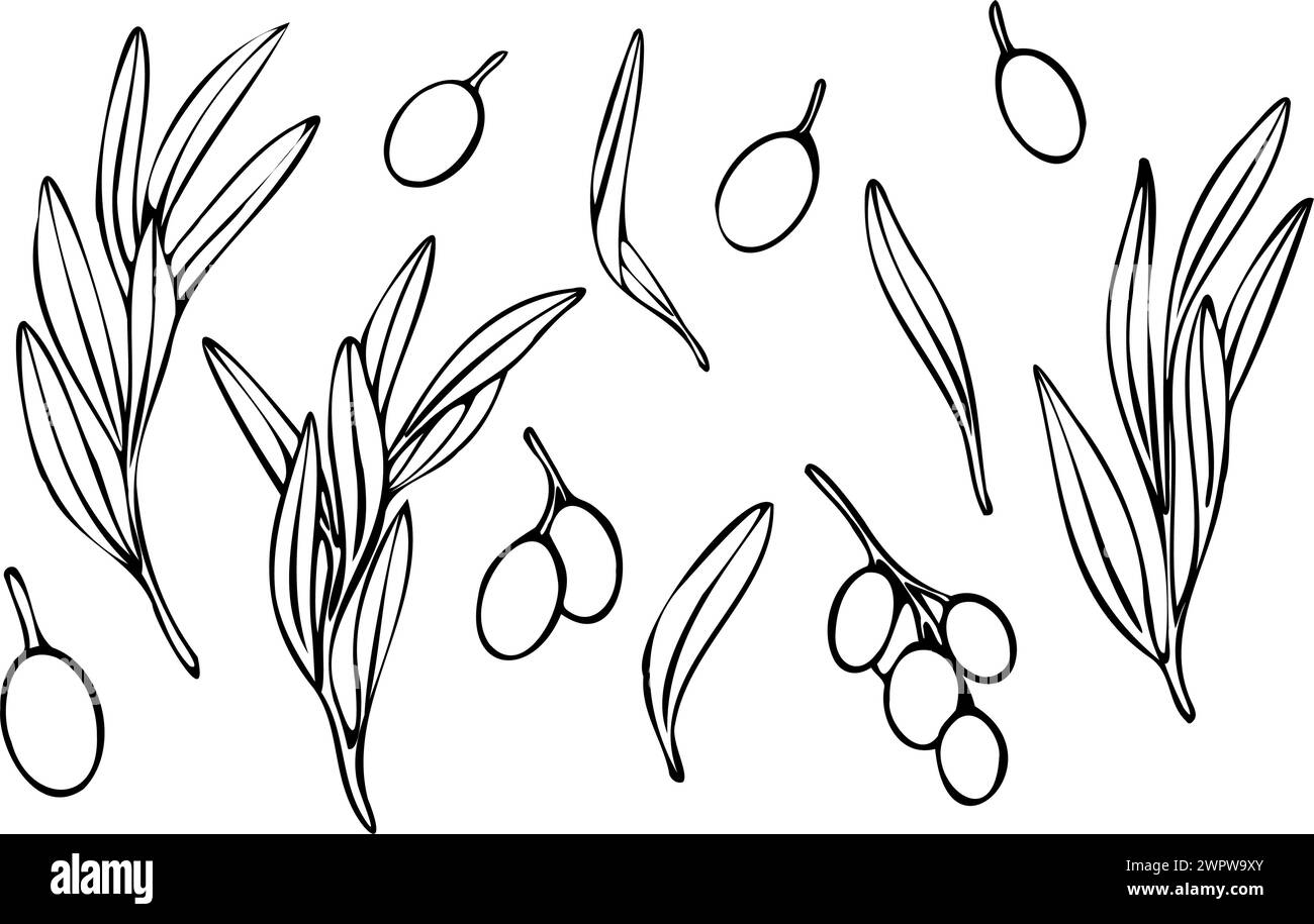Ramo di olivo vettoriale con foglie e frutti di olive. Contorno dipinto a mano illustrazione floreale, contorni senza riempimento colore per logo, design della confezione Illustrazione Vettoriale