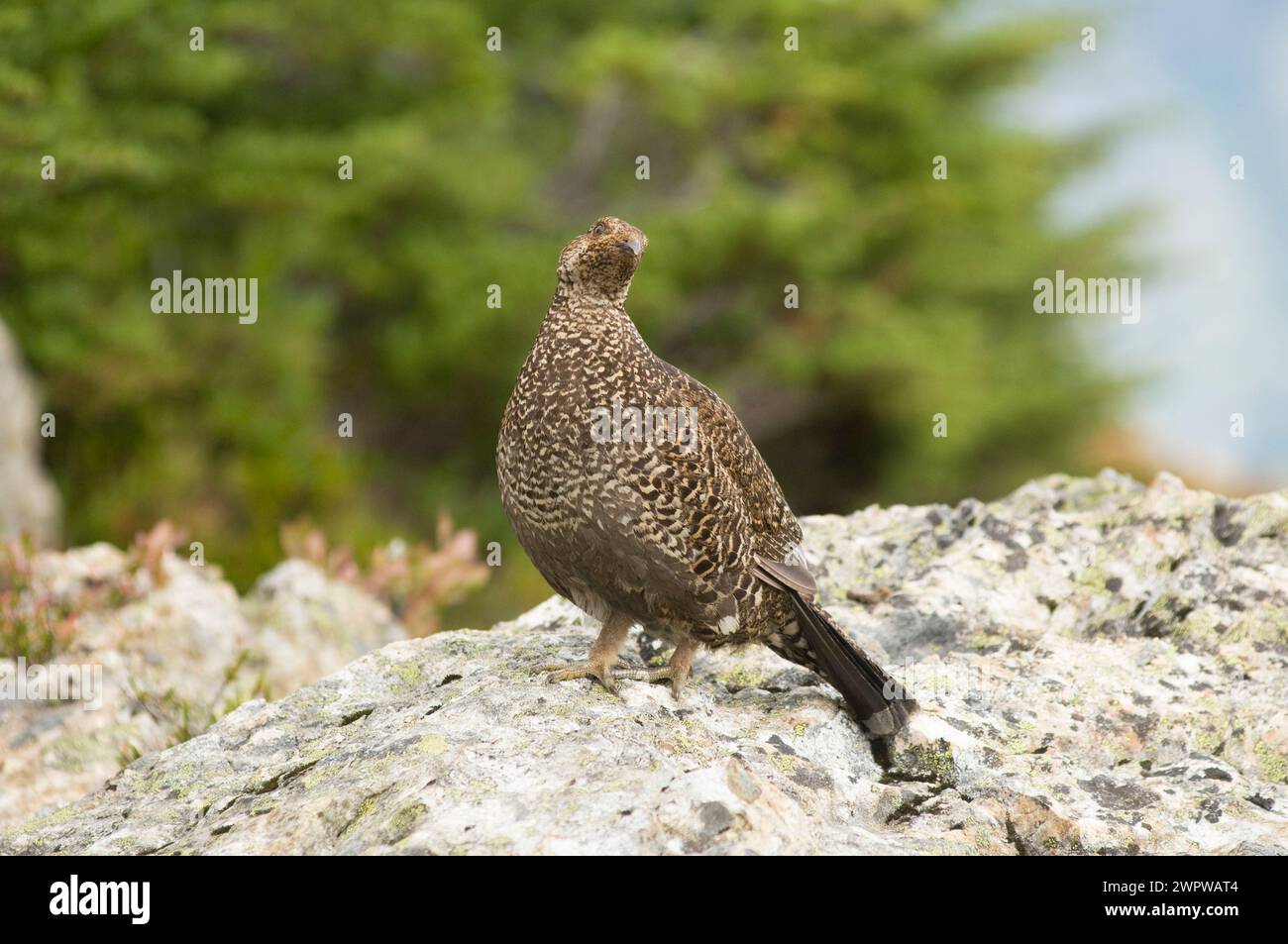 Ptarmigan dalla coda bianca Lagopus leucurus nelle aree ad alta quota del sentiero Cascade Copper Ridge North Cascades National Park Washington State USA Foto Stock