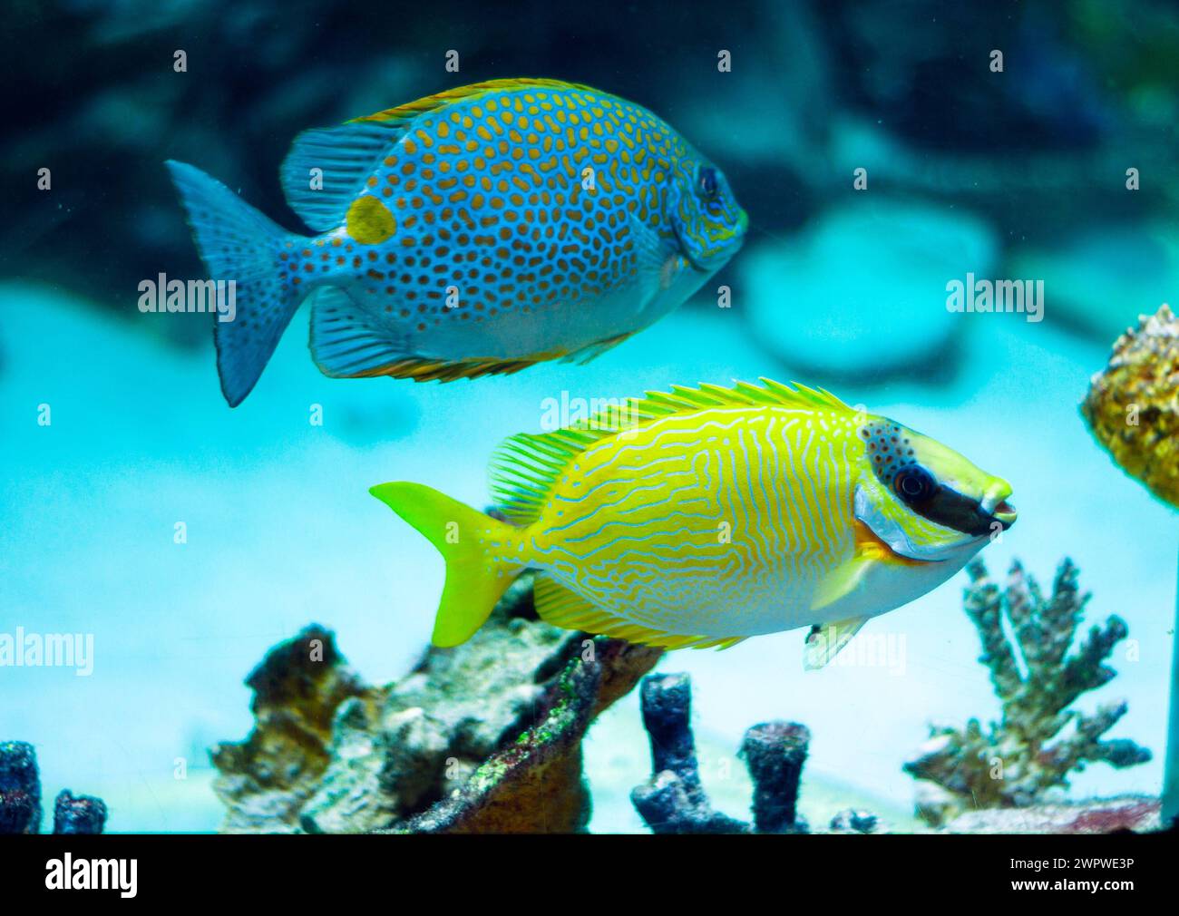 Rabbitfish mascherato - Siganus puellus e Rabbitfish dorato nell'acqua blu dell'acquario Foto Stock