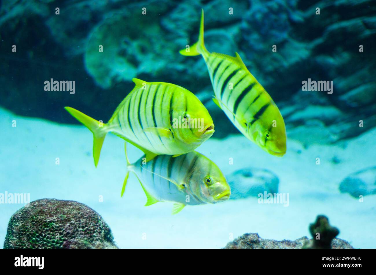 Gnathanodon speciosus verticale strisce nero giallo verticale di pesce strisce nere Foto Stock