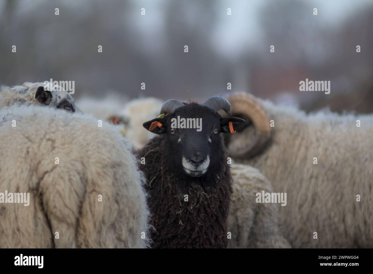 Un gregge di pecore con lunghi cappotti di pelliccia nera e bianca Foto Stock