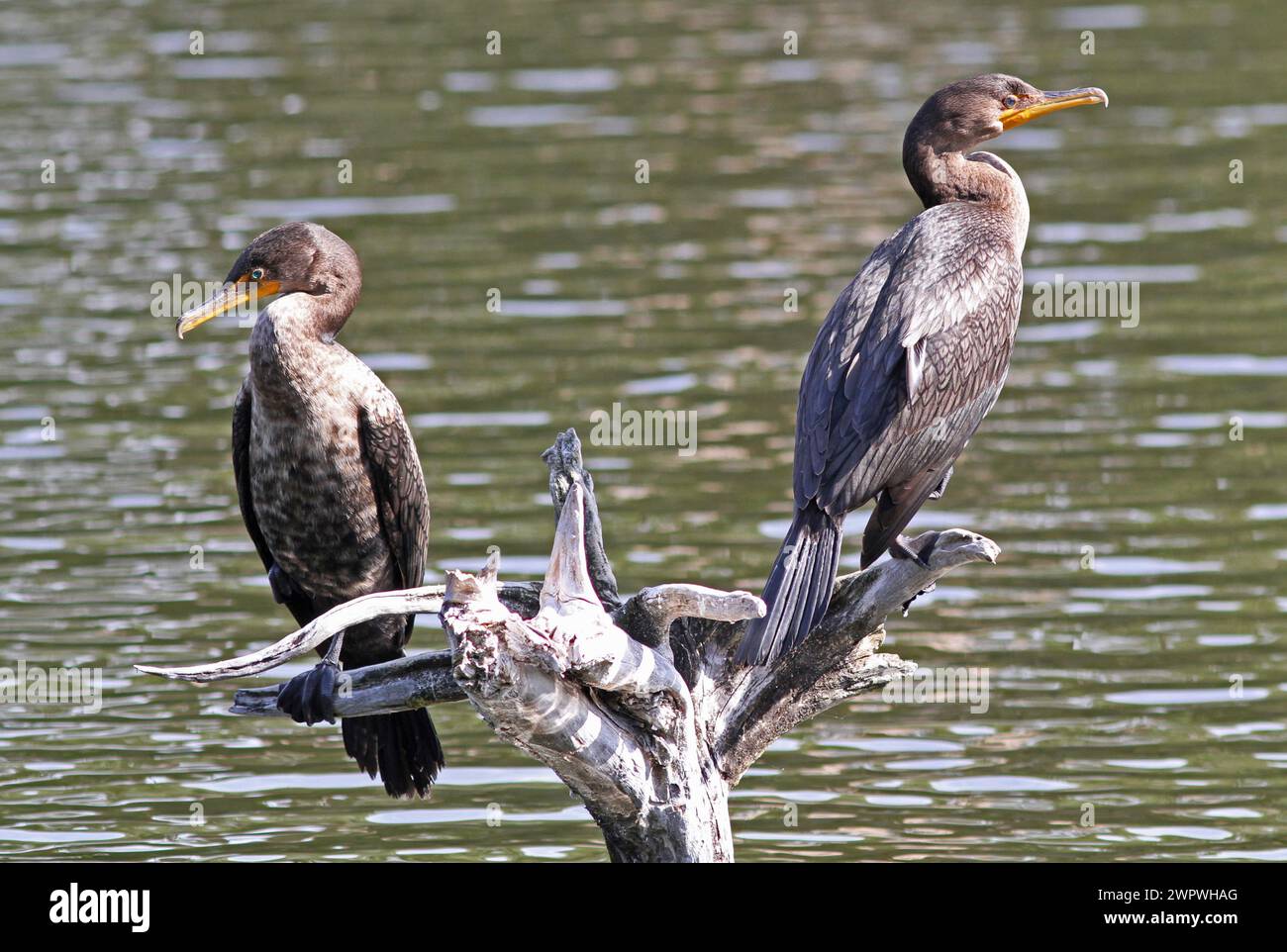 Due cormorani a doppia cresta arroccati su legno di deriva. Foto Stock