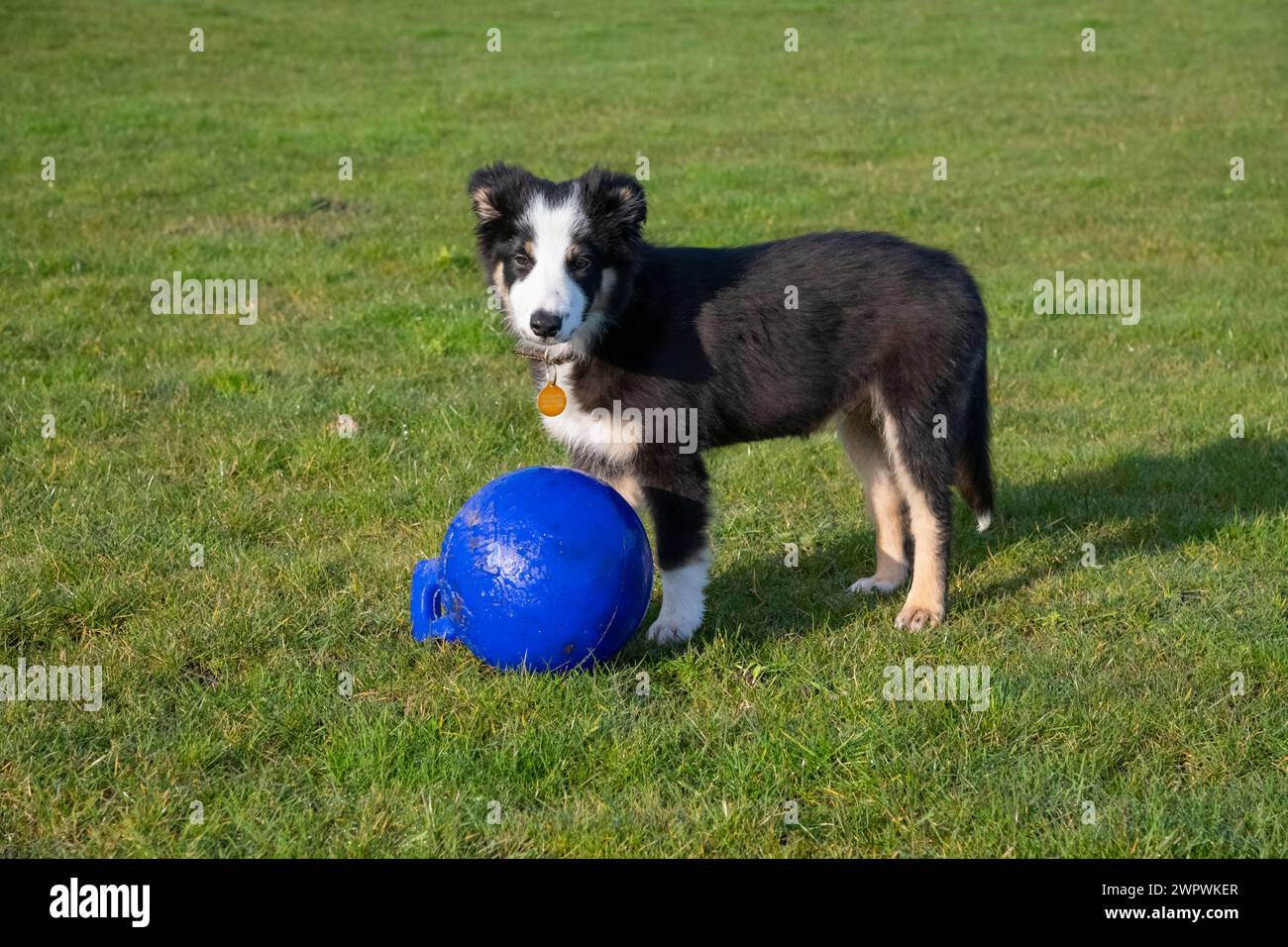 Piccolo cucciolo di Tricolor Border Collie che gioca all'aperto in un campo con una palla giocattolo Foto Stock