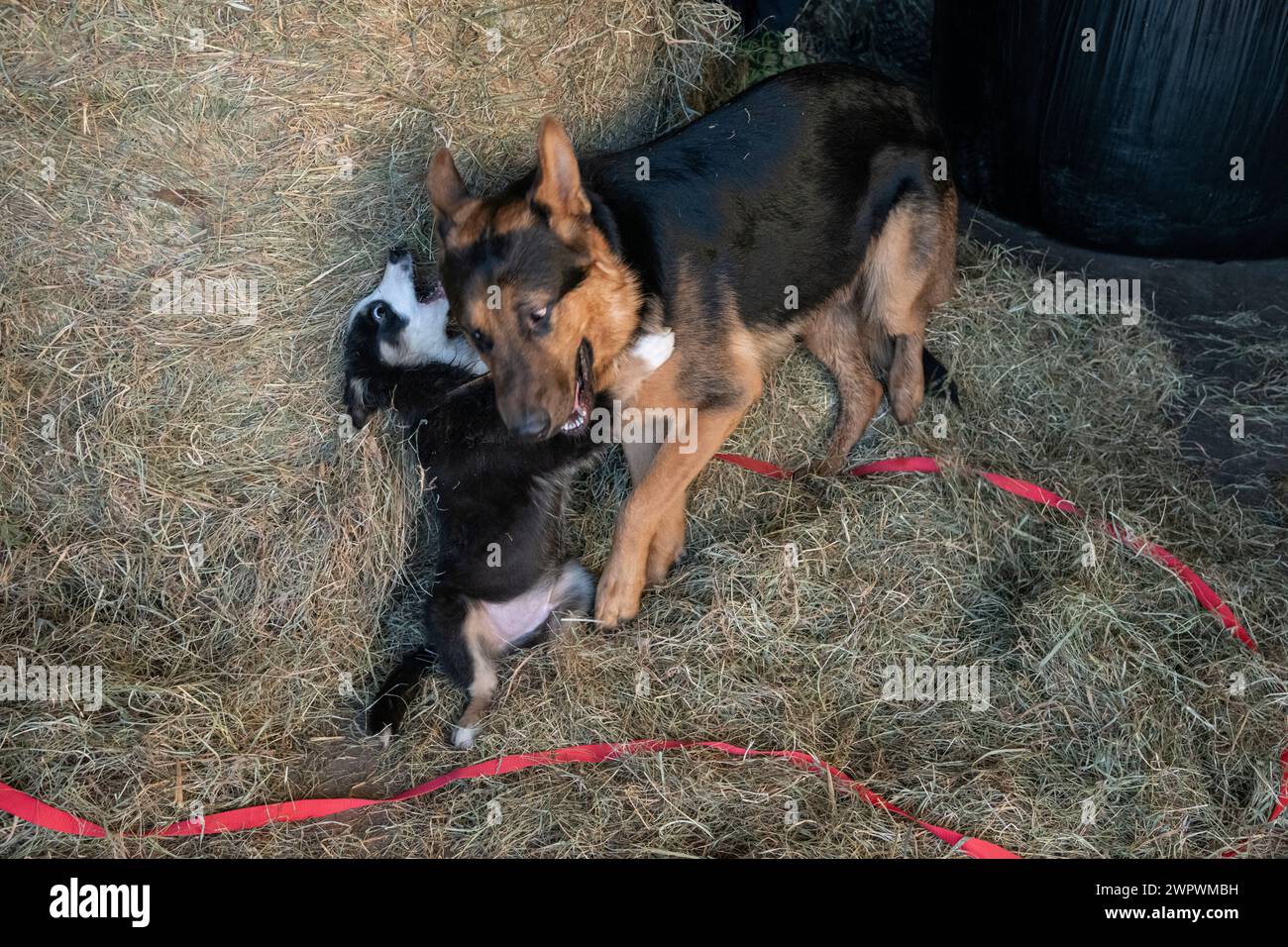 Piccolo cucciolo di Border Collie che gioca con un grande pastore tedesco accanto a una balla di fieno in un cortile stabile Foto Stock