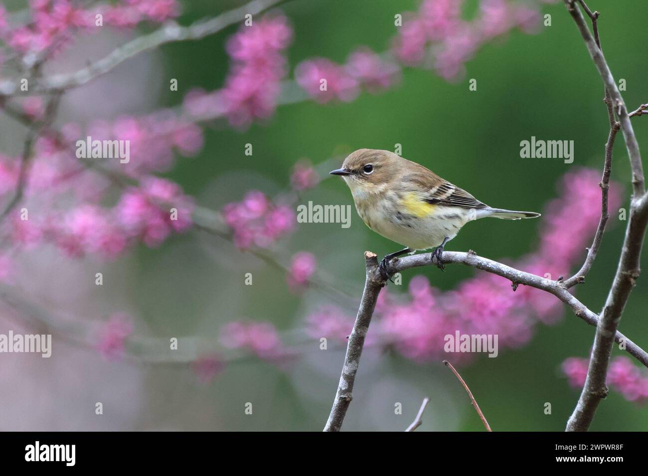 Un uccello arroccato su un ramo in mezzo a fiori rosa Foto Stock