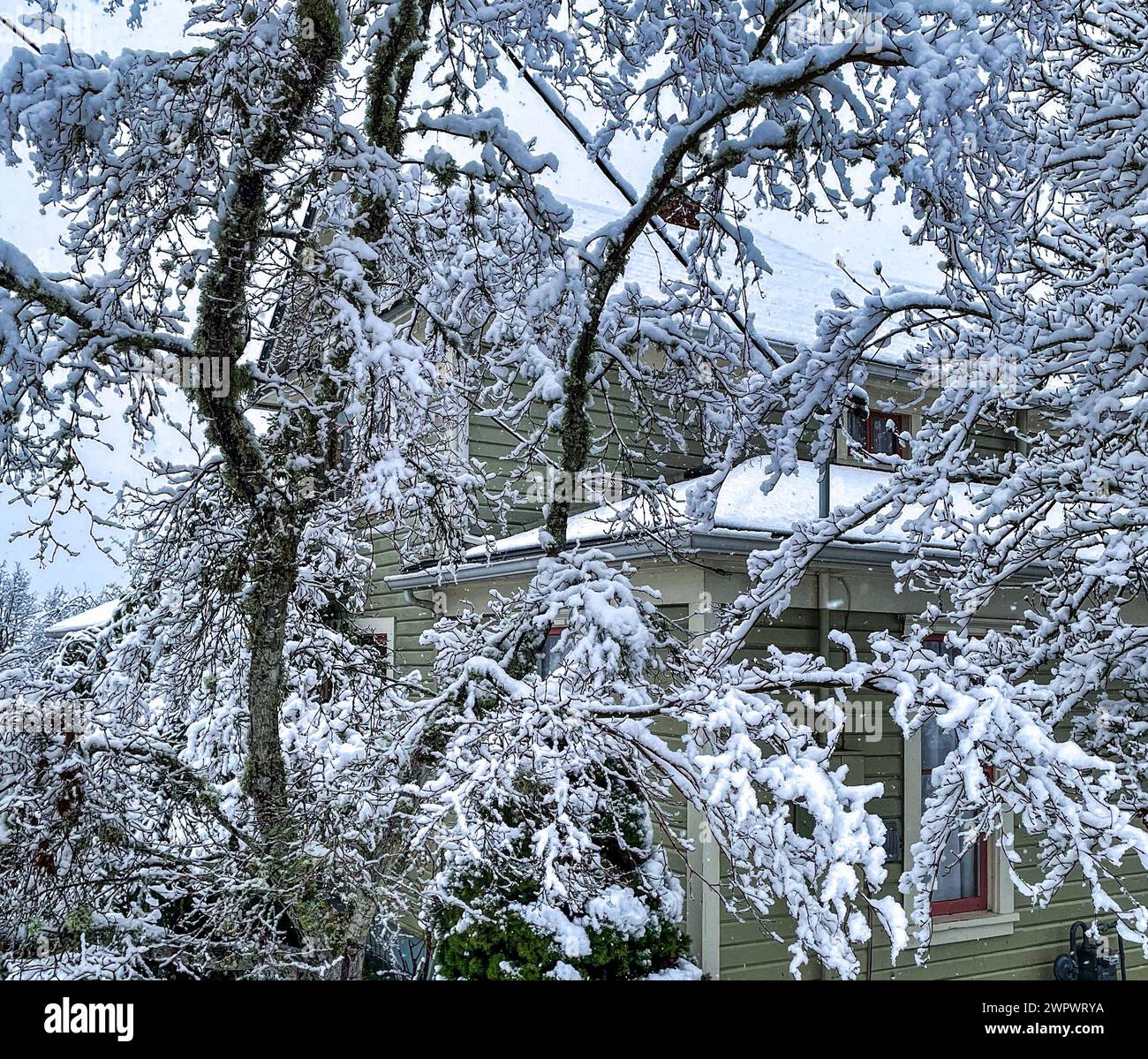 Una casa verde ricoperta di neve con ghiaccio bianco Foto Stock