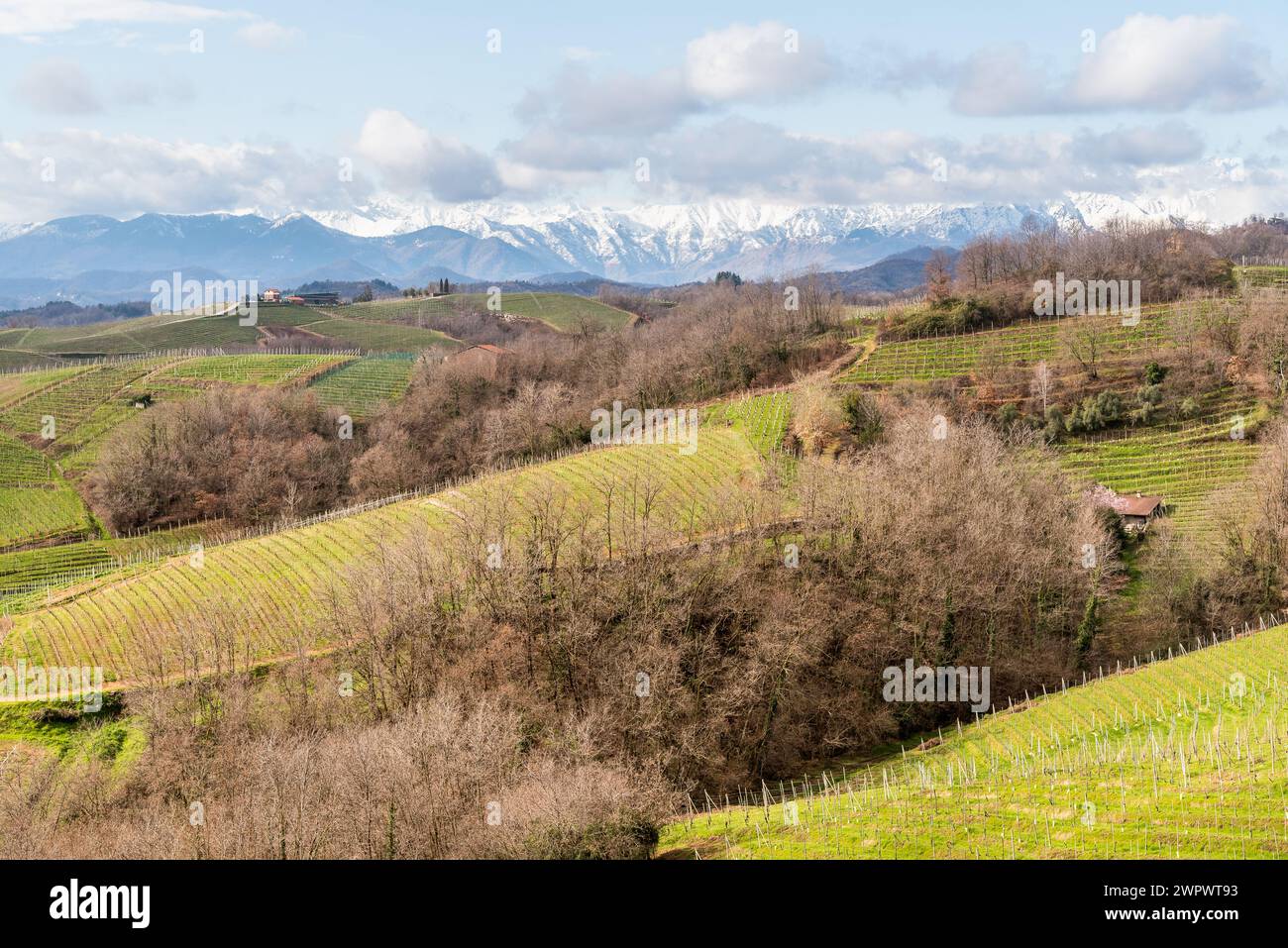 Paesaggio delle colline viticole di Gattinara con catena del Monte Rosa innevata sullo sfondo, provincia di Vercelli, Piemonte, Italia Foto Stock