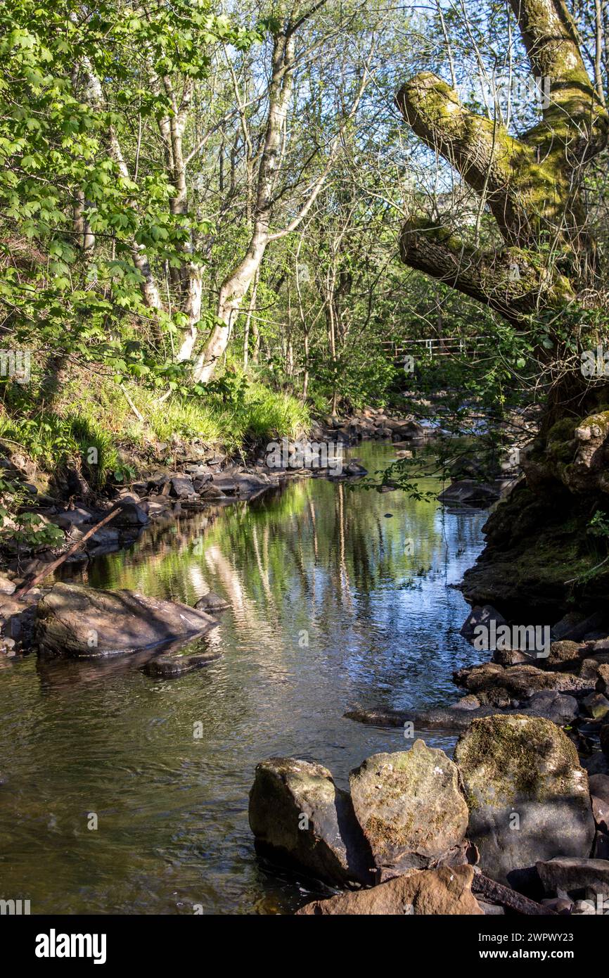 Riflessi del bosco circostante a Haltwhistle Burn, un piccolo torrente che scorre oltre la città di Haltwhistle in Northumbria, Inghilterra settentrionale Foto Stock