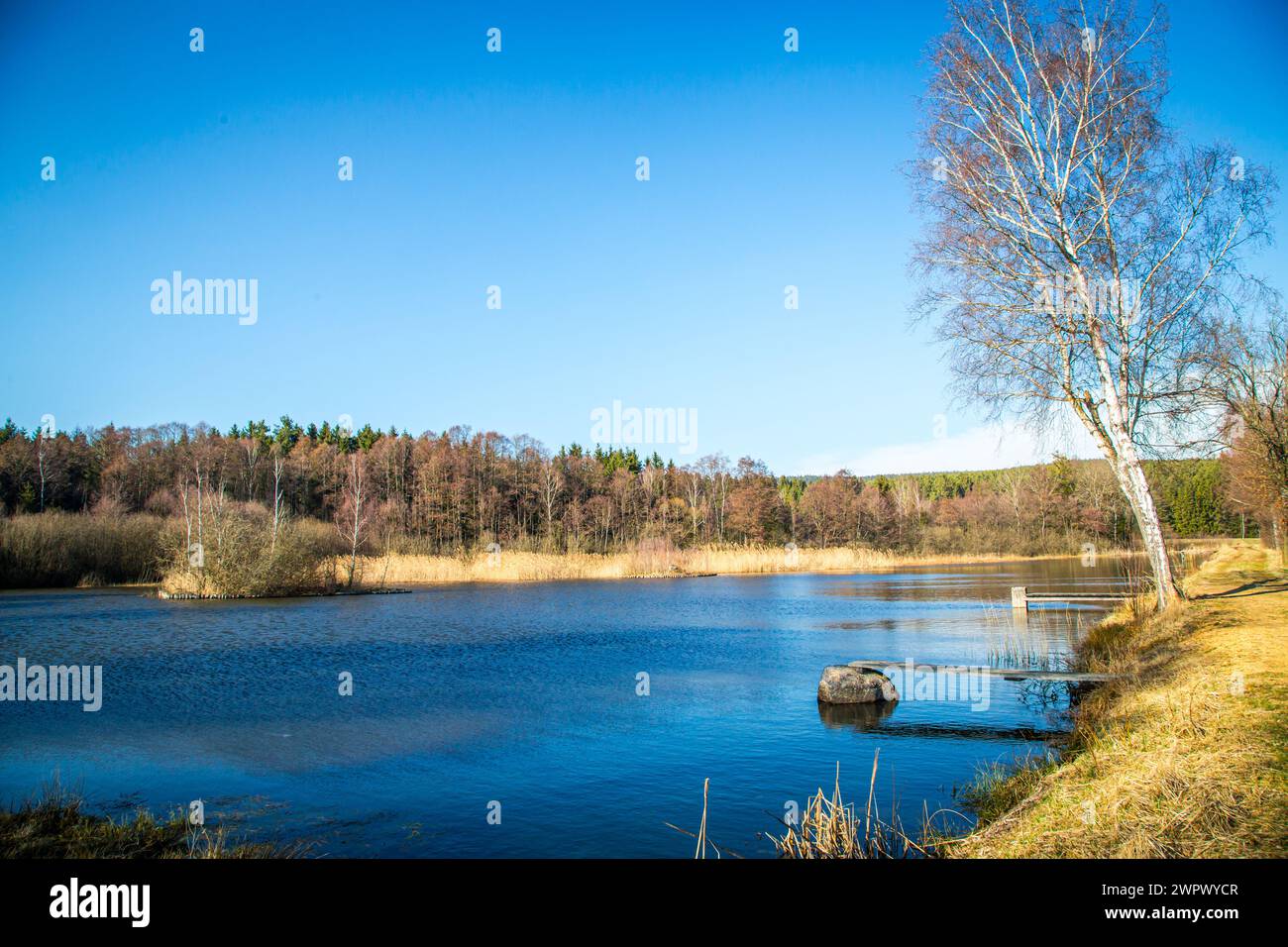 Laghetto di carpe nel Waldviertel, Austria Foto Stock