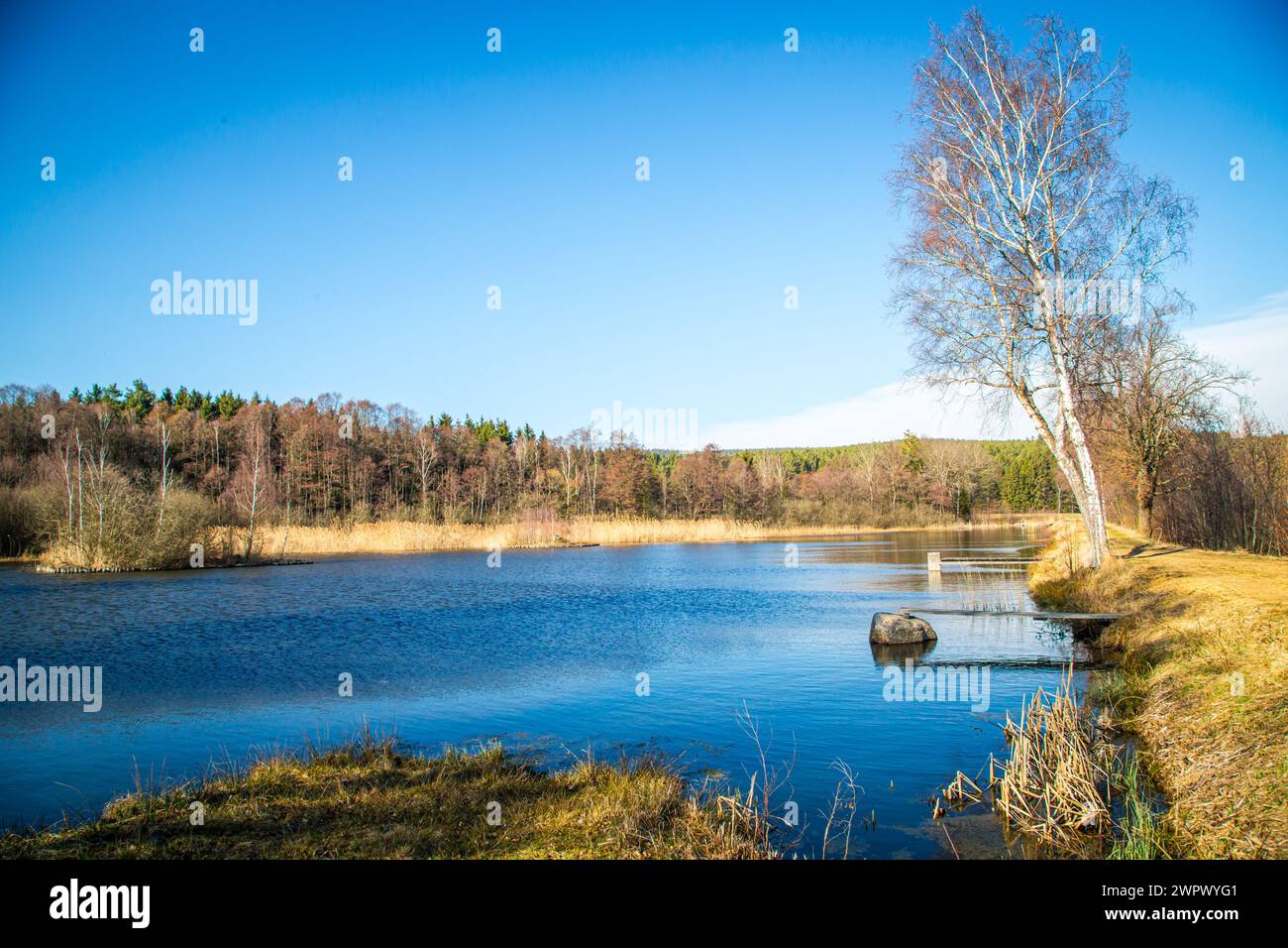 Laghetto di carpe nel Waldviertel, Austria Foto Stock